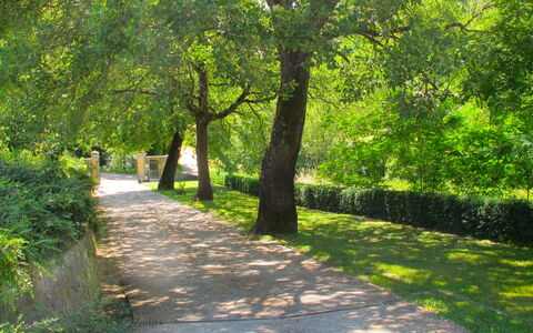San Giovanni 801: Baum, Natur, Natürliche Landschaft, Grün, Vegetation, Naturschutzgebiet, Blatt, Gras, Natürlichen Umgebung, Licht