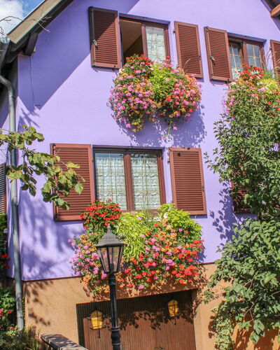 Marckolsheim 100: Blume, Pflanze, Gebäude, Daytime, Eigentum, Fenster, Blatt, Lila, Haus