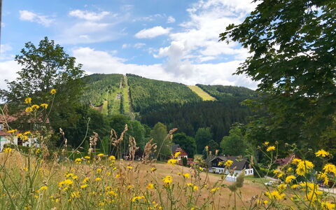 Resident Harrachov B: Baum, Landschaft, Hügel, Hochland, Wald, Bergstation, Wiese, Weide, Lärche