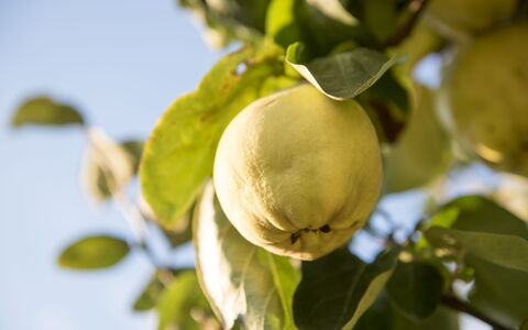Sequerciani: Baum, Obst, Pflanze, Blume, Essen, Blatt, Ast, Produzieren, Blühende Pflanze
