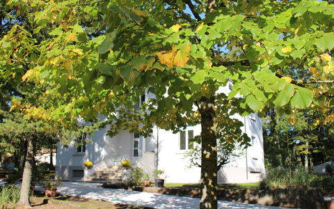 Villa La Casa Bianca: Baum, Blatt, Gehölz, Pflanze, Herbst, Ebene, Botanik, Kanu Birke, Platane Familie, Blume