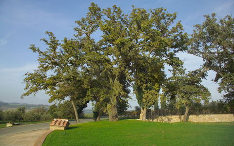 Villa Fontanelle: Baum, Einfach, Gehölz, Grundstueck, Kofferraum, Wiese, Park, Schatten, Wiese, Bank