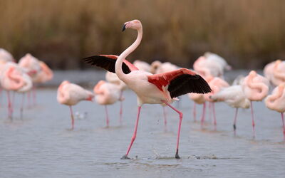 Port Camargue 205