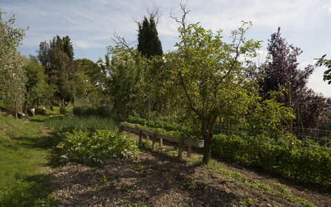 Tenuta Cambiano: Baum, Vegetation, Natürliche Landschaft, Pflanze, Natürlichen Umgebung, Gehölz, Strauch, Grundstueck, Pflanzengemeinschaft, Gras