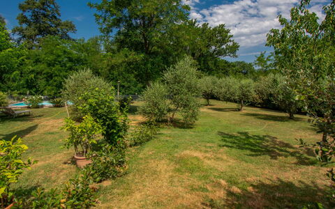 Elena: Baum, Natürlichen Umgebung, Natur, Blatt, Vegetation, Strauch, Pflanzengemeinschaft, Wiese, Einfach, Grundstueck
