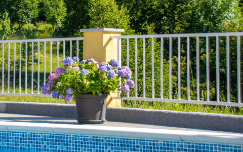 Saulja: Blume, Pflanze, Wasser, Eigentum, Fenster, Grün, Blumentopf, Botanik, Zaun, Rechteck