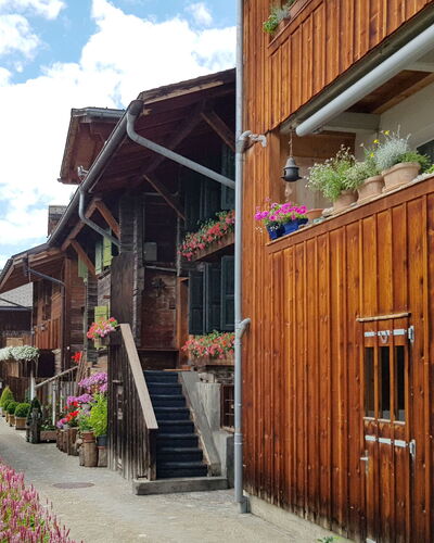 Saanen 100