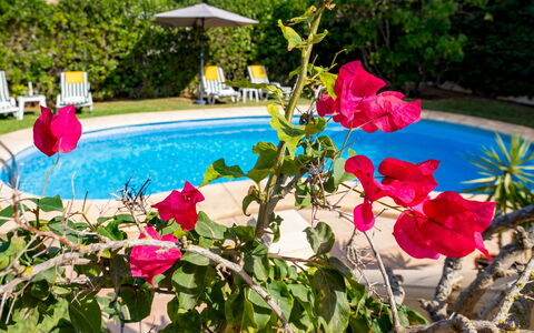 Villa Ciclamen: Blume, Pflanze, Wasser, Botanik, Blütenblatt, Schwimmbad, Rosa, Gebäude, Freizeit, Baum