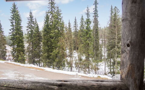 Rukanpesä 2A: Holz, Wald, Kofferraum, Winter, Gehölz, Wald, Zweig, Lärche, Einfrieren