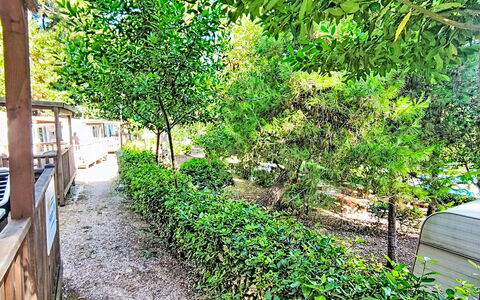 Happy Easy: Grün, Blatt, Vegetation, Strauch, Garten, Schatten, Frühling, Gehölz, Sonnenlicht, Hinterhof