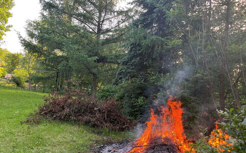 Kierlikówka: Pflanze, Pflanzengemeinschaft, Natürliche Landschaft, Ast, Himmel, Baum, Gras, Immergrün