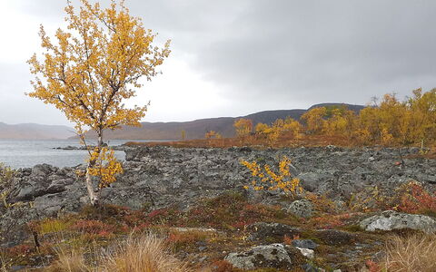 Willa Kiiruna: Blatt, Natürliche Landschaft, Landschaft, Wildnis, Herbst, Ist Hingefallen, Zweig, Shrubland, Chaparral