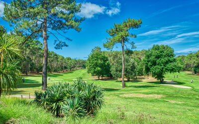 Hibiscus 4