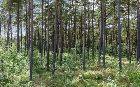 Anarosa - 200M from the Sea: Blatt, Baum, Natürlichen Umgebung, Holz, Wald, Hain, Northern Laubwald, Pflanzengemeinschaft, Wald