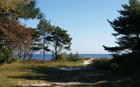 Elsamaria - 400M from the Sea: Himmel, Blau, Natürlichen Umgebung, Ast, Vegetation, Sommer, Ökoregion, Pflanzengemeinschaft, Wildnis, Kofferraum
