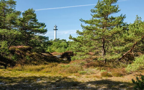 Elza - 800M from the Sea: Himmel, Pflanzengemeinschaft, Shrubland, Wald, Chaparral, Dschungel, Tropische Und Subtropische Koniferenwald, Immergrün, Pine Familie