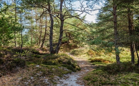 Elza - 800M from the Sea: Blatt, Baum, Natürlichen Umgebung, Natur, Ast, Vegetation, Holz, Natürliche Landschaft, Wald