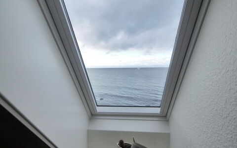 Uschi - 15M from the Sea: Gebäude, Haus, Fenster, Zuhause, Dach, Wohngebiet, Strauch, Hütte, Grundstueck