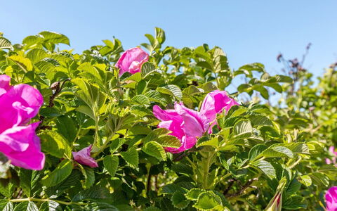 Lahja - 400M from the Sea: Vegetation, Strauch, Frühling, Hütte, Garten, Schatten, Hinterhof, Garten, Stuhl