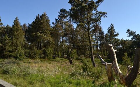 Harthwik - 1Km from the Sea: Himmel, Blatt, Baum, Natürlichen Umgebung, Natur, Vegetation, Strauch, Pflanzengemeinschaft, Ökoregion, Wildnis