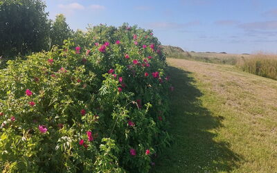 Chrisse - 550M from the Sea