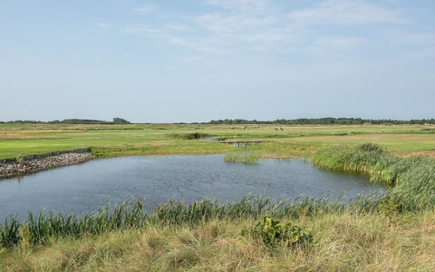 Helvig - 2.3Km from the Sea: Wasser, Sumpf, Wasservorräte, Natürlichen Umgebung, Natürliche Landschaft, Wiese, Einfach, Ökoregion