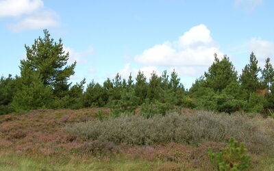 Falki - 2.5Km from the Sea