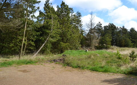 Trana - 2Km from the Sea: Blatt, Baum, Gras, Natürlichen Umgebung, Natur, Vegetation, Wolke, Strauch, Ökoregion, Pflanzengemeinschaft