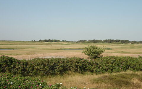 Ennike - 2.3Km from the Sea: Gras, Haus, Dach, Zuhause, Hütte, Strauch, Grundstueck, Ländliches Gebiet, Bauernhaus, Ground