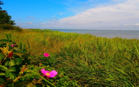 Vivan - 3.8Km from the Sea: Grün, Blume, Sommer, Meer, Horizont, Küsten Und Ozeanische Forms, Küste, Ozean, Ökoregion