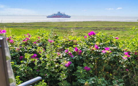 Langsom - 100M from the Sea: Blume, Himmel, Horizont, Wolke, Rosa, Meer, Blütenblatt, Küsten Und Ozeanische Forms, Ozean, Blühende Pflanze