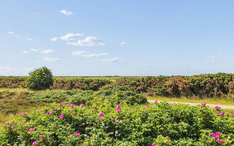 Femja - 2.3Km from the Sea: Himmel, Blume, Wolke, Strauch, Rosa, Ground, Wiese, Blühende Pflanze, Wild, Kumulus