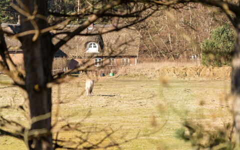 Tine - 2.3Km from the Sea: Strauch, Urban Design, Ground, Backstein, Wohnung, Estate, Mauerwerk, Balkon, Landscaping