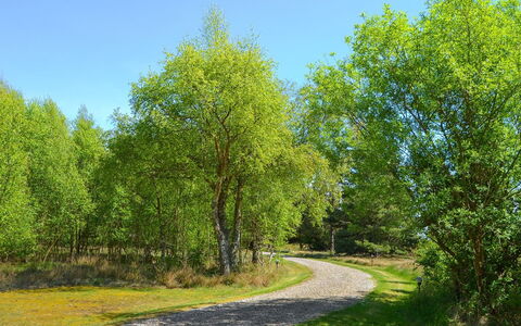 Gwen - 2.7Km from the Sea: Blatt, Baum, Grün, Gras, Natur, Ast, Natürlichen Umgebung, Vegetation, Natürliche Landschaft