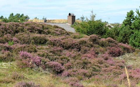 Elsa - 700M from the Sea: Pflanzengemeinschaft, Sonnenlicht, Krautige Pflanze, Garten, Plantage, Landwirtschaft, Bauernhof