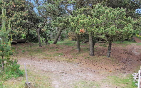 Kanutte - 400M from the Sea: Vegetation, Strauch, Pflanzengemeinschaft, Boden, Gehölz, Naturschutzgebiet, Shrubland, Weg