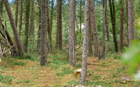 Santuzza - 3.9Km from the Sea: Gras, Haus, Dach, Zuhause, Hütte, Strauch, Grundstueck, Ländliches Gebiet, Bauernhaus, Ground