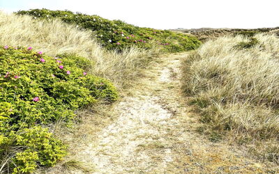 Carelle - 300M from the Sea