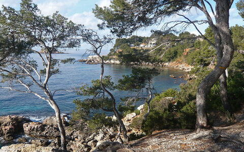 La Calanque D'Or: Gewässer, Vegetation, Baum, Küste, Ufer, Wasser, Natürlichen Umgebung, Naturschutzgebiet, Meer, Wildnis