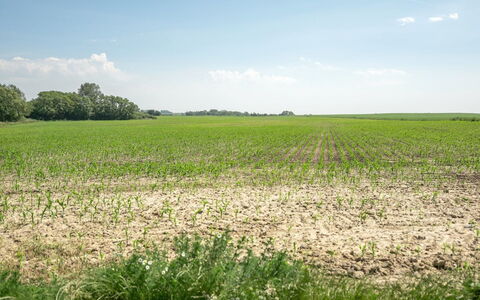 Ilja - 400M from the Sea: Daytime, Grün, Natürlichen Umgebung, Wiese, Feld, Einfach, Landwirtschaft, Ökoregion, Sommer, Grundstueck