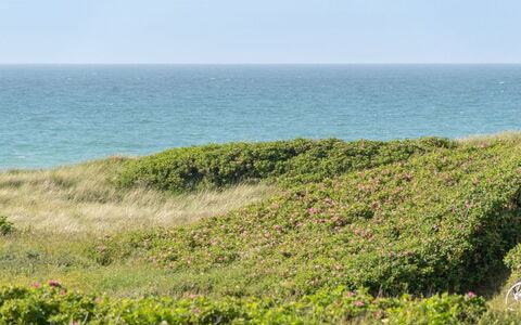 Heidine - 176M from the Sea: Pflanzengemeinschaft, Sonnenlicht, Krautige Pflanze, Garten, Plantage, Landwirtschaft, Bauernhof