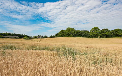 Edithe - 250M from the Sea: Blau, Daytime, Feld, Landwirtschaft, Wolke, Wiese, Natürliche Landschaft, Einfach, Ökoregion, Sommer