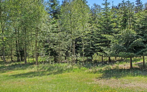 Gerarda - 4Km from the Sea: Grün, Baum, Natürlichen Umgebung, Blatt, Strauch, Wiese, Pflanzengemeinschaft, Grundstueck, Wald