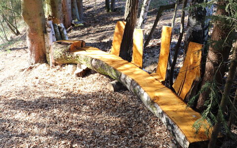 Spiegelau 604: Pflanze, Holz, Baum, Natürliche Landschaft, Kofferraum, Gras, Zweig, Schatten, Laub, Tönungen Und Schatten
