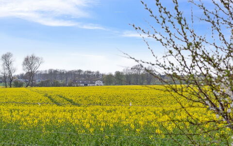 Malfred - 500M from the Sea: Pflanzengemeinschaft, Sonnenlicht, Krautige Pflanze, Garten, Plantage, Landwirtschaft, Bauernhof