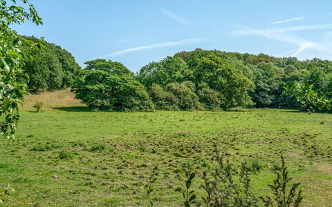 Jeppe - 50M to the Fjord: Grün, Gras, Natürlichen Umgebung, Baum, Blatt, Wiese, Vegetation, Natürliche Landschaft, Ökoregion, Strauch