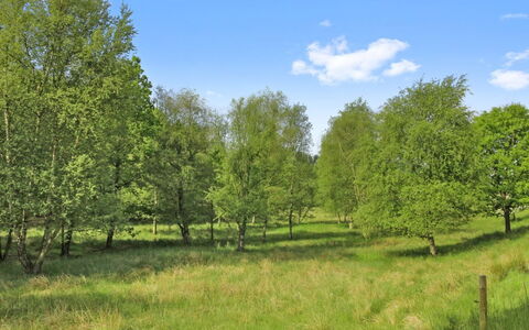 Terese - 45Km from the Sea: Pflanzengemeinschaft, Sonnenlicht, Krautige Pflanze, Garten, Plantage, Landwirtschaft, Bauernhof