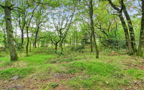 Ellica - 50Km from the Sea: Blatt, Baum, Gras, Natürlichen Umgebung, Grün, Holz, Vegetation, Ast, Natürliche Landschaft, Wald
