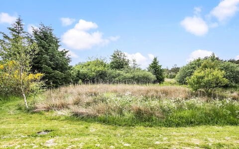 Aameek - 3Km from the Sea: Pflanzengemeinschaft, Sonnenlicht, Krautige Pflanze, Garten, Plantage, Landwirtschaft, Bauernhof