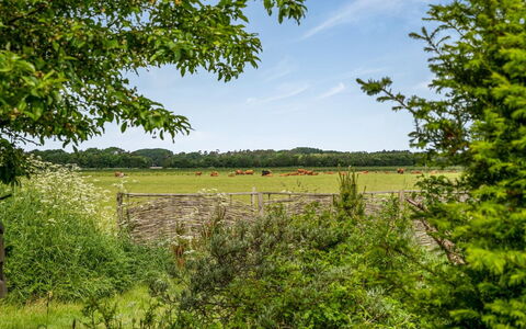 Lenard - 400M from the Sea: Baum, Grün, Natürlichen Umgebung, Gras, Wiese, Natürliche Landschaft, Vegetation, Strauch, Einfach, Sommer